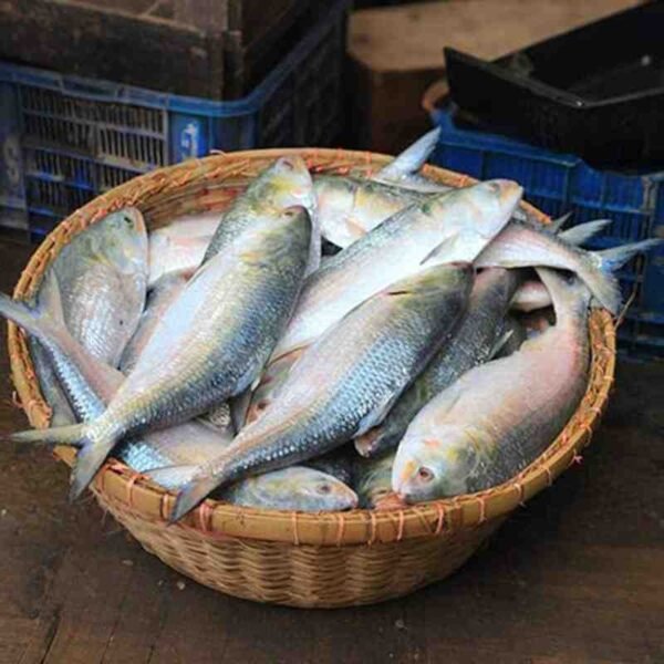 ইলিশ মাছ - Ilish 1KG