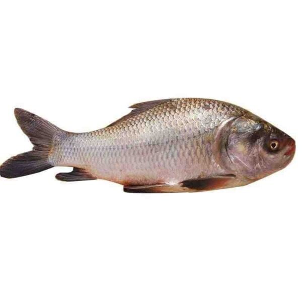 কাতলা মাছ 1KG