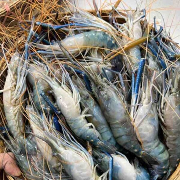 গলদা চিংড়ি 1KG