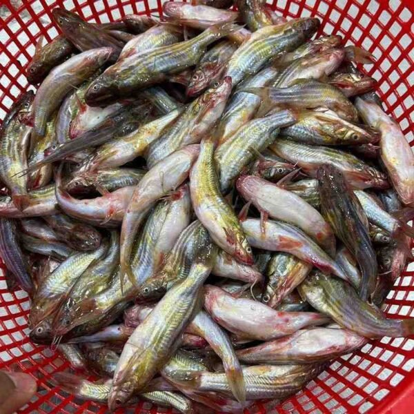 টেংরা মাছ 1KG