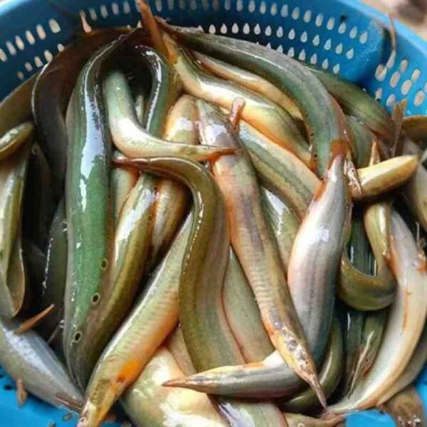 তারা বাইম মাছ 1KG