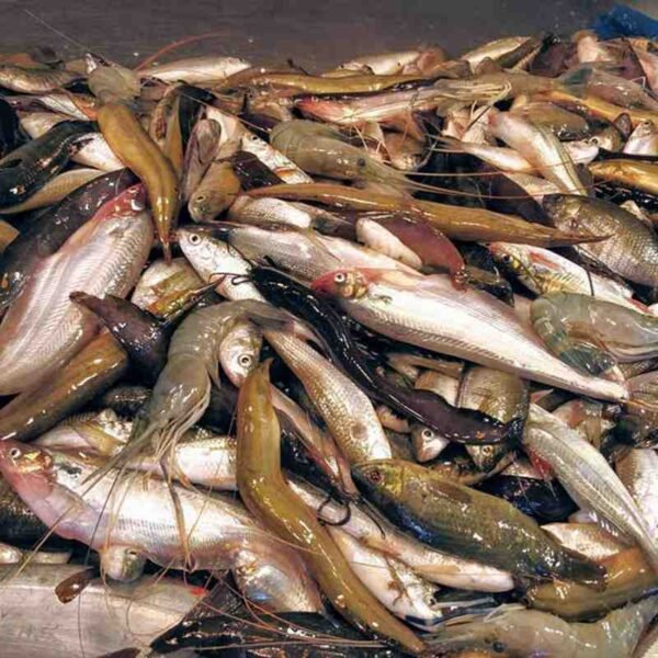 পাঁচ মিশালি মাছ 1KG