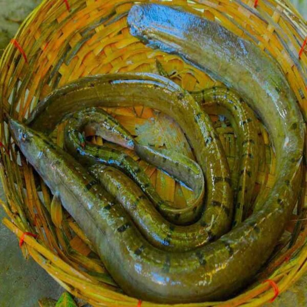 বাইম মাছ 1KG