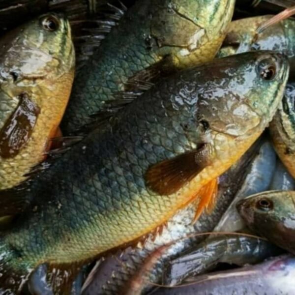 বিলের কৈই মাছ 1KG