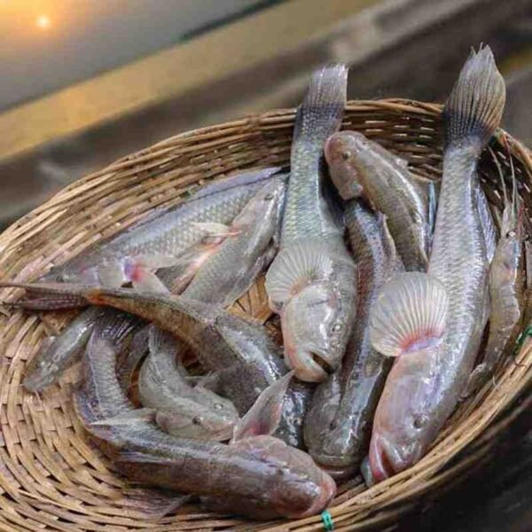 বেলে মাছ বা বাইলা মাছ 1KG