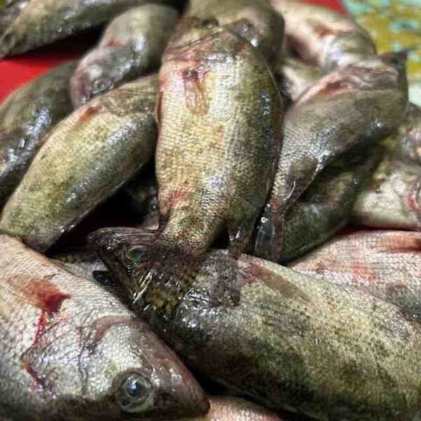 মেনি মাছ 1KG