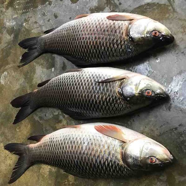 রুই মাছ 1KG