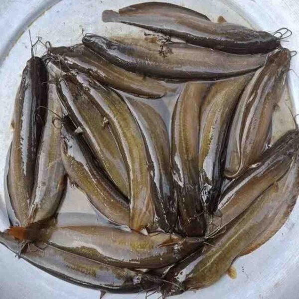 শিং মাছ 1KG